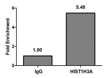 Chromatin Immunoprecipitation Hela (4*106) were treated with Micrococcal Nuclease, sonicated, and immunoprecipitated with 8microg anti-HIST1H3A (CSB-PA010418PA10nphHU) or a control normal rabbit IgG. The resulting ChIP DNA was quantified using real-time PCR with primers against the beta-Globin promoter.