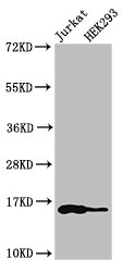 Western Blot Positive WB detected in: Jurkat cell acid extracts, HEK293 cell acid extracts All lanes: HIST1H3A antibody at 1microg/ml Secondary Goat polyclonal to rabbit IgG at 1/50000 dilution Predicted band size: 16 kDa Observed band size: 16 kDa Western Blot Positive WB detected in: Jurkat cell acid extracts, HEK293 cell acid extracts All lanes: HIST1H3A antibody at 1microg/ml Secondary Goat polyclonal to rabbit IgG at 1/50000 dilution Predicted band size: 16 kDa Observed band size: 16 kDa
