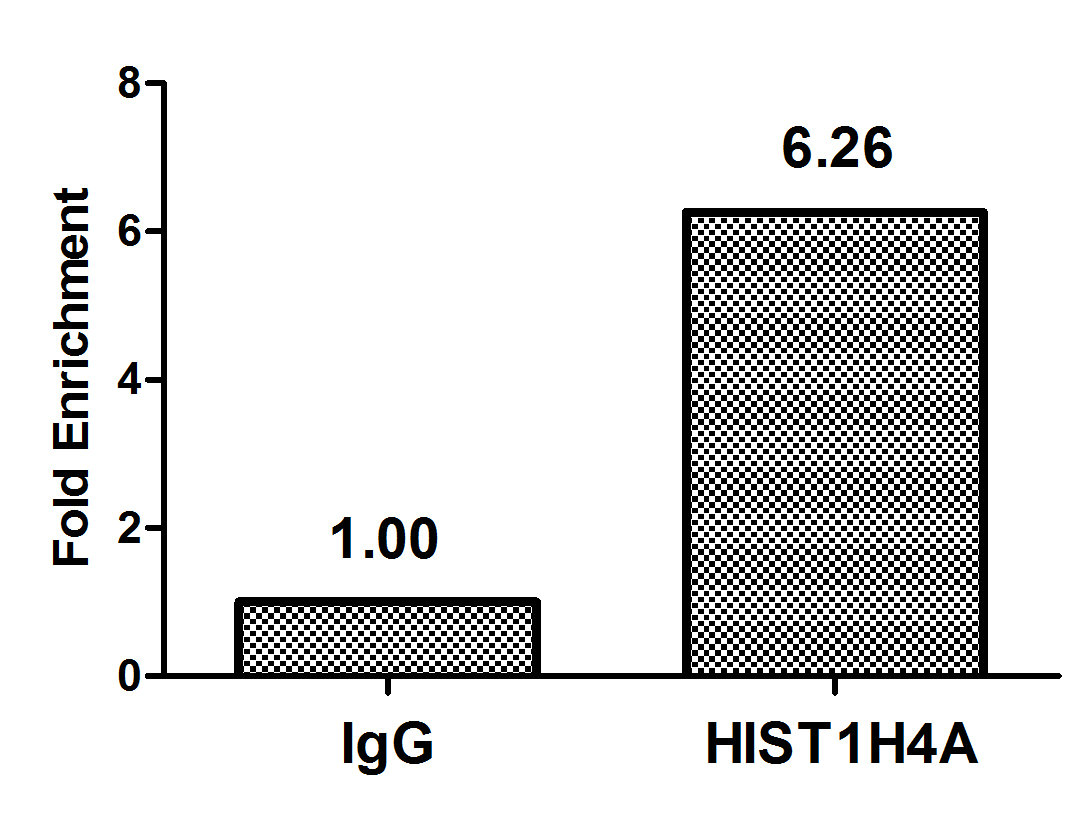 Chromatin Immunoprecipitation Hela (4*106) were treated with Micrococcal Nuclease, sonicated, and immunoprecipitated with 5microg anti-HIST1H4A (CSB-PA010429OA20nme3HU) or a control normal rabbit IgG. The resulting ChIP DNA was quantified using real-time PCR with primers against the beta-Globin promoter.