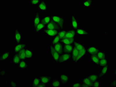 Immunofluorescence staining of Hela cells with CSB-PA010429OA20nme3HU at 1:5, counter-stained with DAPI. The cells were fixed in 4% formaldehyde, permeabilized using 0.2% Triton X-100 and blocked in 10% normal Goat Serum. The cells were then incubated with the antibody overnight at 4°C. The secondary antibody was Alexa Fluor 488-congugated AffiniPure Goat Anti-Rabbit IgG(H+L).