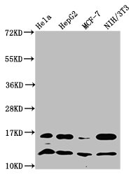 Western Blot Positive WB detected in: Hela whole cell lysate, HepG2 whole cell lysate, MCF-7 whole cell lysate, NIH/3T3 whole cell lysate All lanes: HIST1H4A antibody at 1.24microg/ml Secondary Goat polyclonal to rabbit IgG at 1/50000 dilution Predicted band size: 12 kDa Observed band size: 12 kDa Western Blot Positive WB detected in: Hela whole cell lysate, HepG2 whole cell lysate, MCF-7 whole cell lysate, NIH/3T3 whole cell lysate All lanes: HIST1H4A antibody at 1.24microg/ml Secondary Goat polyclonal to rabbit IgG at 1/50000 dilution Predicted band size: 12 kDa Observed band size: 12 kDa
