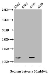 Western Blot Positive WB detected in: K562 whole cell lysate, A549 whole cell lysate (treated with 30mM sodium butyrate for 4h or not) All lanes: HIST1H4A antibody at 1.05microg/ml Secondary Goat polyclonal to rabbit IgG at 1/50000 dilution Predicted band size: 12 kDa Observed band size: 12 kDa Western Blot Positive WB detected in: K562 whole cell lysate, A549 whole cell lysate (treated with 30mM sodium butyrate for 4h or not) All lanes: HIST1H4A antibody at 1.05microg/ml Secondary Goat polyclonal to rabbit IgG at 1/50000 dilution Predicted band size: 12 kDa Observed band size: 12 kDa