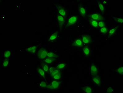 Immunofluorescence staining of Hela cells with CSB-PA010429OA91nacHU at 1:2.5, counter-stained with DAPI. The cells were fixed in 4% formaldehyde, permeabilized using 0.2% Triton X-100 and blocked in 10% normal Goat Serum. The cells were then incubated with the antibody overnight at 4°C. The secondary antibody was Alexa Fluor 488-congugated AffiniPure Goat Anti-Rabbit IgG(H+L).