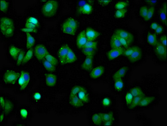 Immunofluorescence staining of HepG2 cells with CSB-PA012091LA01HU at 1:100, counter-stained with DAPI. The cells were fixed in 4% formaldehyde, permeabilized using 0.2% Triton X-100 and blocked in 10% normal Goat Serum. The cells were then incubated with the antibody overnight at 4°C. The secondary antibody was Alexa Fluor 488-congugated AffiniPure Goat Anti-Rabbit IgG(H+L).