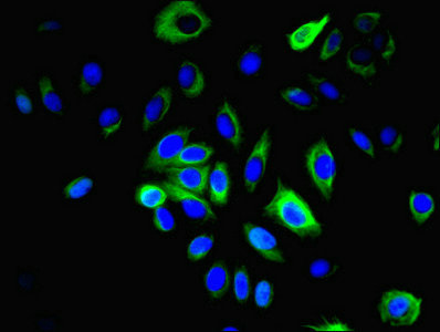 Immunofluorescent analysis of A549 cells using CSB-PA013183LA01HU at dilution of 1:100 and Alexa Fluor 488-congugated AffiniPure Goat Anti-Rabbit IgG(H+L)