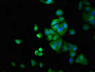 Immunofluorescence(IF) - LTK Antibody