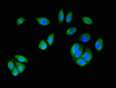Immunofluorescence staining of A549 cells with CSB-PA013415LA01HU at 1:200, counter-stained with DAPI. The cells were fixed in 4% formaldehyde, permeabilized using 0.2% Triton X-100 and blocked in 10% normal Goat Serum. The cells were then incubated with the antibody overnight at 4°C. The secondary antibody was Alexa Fluor 488-congugated AffiniPure Goat Anti-Rabbit IgG(H+L).