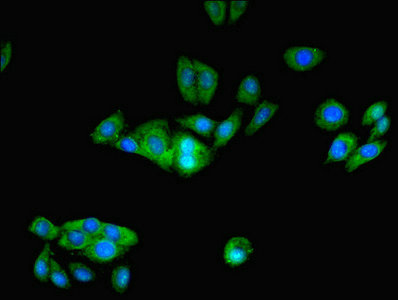 Immunofluorescent analysis of HepG2 cells using CSB-PA01485A0Rb at dilution of 1:100 and Alexa Fluor 488-congugated AffiniPure Goat Anti-Rabbit IgG(H+L)
