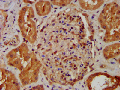 IHC image of CSB-PA015655LA01HU diluted at 1:400 and staining in paraffin-embedded human kidney tissue performed on a Leica BondTM system. After dewaxing and hydration, antigen retrieval was mediated by high pressure in a citrate buffer (pH 6.0). Section was blocked with 10% normal goat serum 30min at RT. Then primary antibody (1% BSA) was incubated at 4°C overnight. The primary is detected by a biotinylated secondary antibody and visualized using an HRP conjugated SP system.