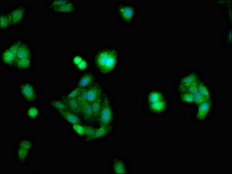 Immunofluorescent analysis of HepG2 cells using CSB-PA016059LA01HU at dilution of 1:100 and Alexa Fluor 488-congugated AffiniPure Goat Anti-Rabbit IgG(H+L)