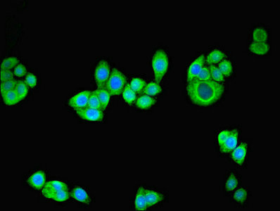 Immunofluorescence(IF) - NRG2 Antibody