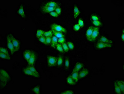 Immunofluorescence staining of HepG2 cells with CSB-PA018838LA01HU at 1:66, counter-stained with DAPI. The cells were fixed in 4% formaldehyde, permeabilized using 0.2% Triton X-100 and blocked in 10% normal Goat Serum. The cells were then incubated with the antibody overnight at 4°C. The secondary antibody was Alexa Fluor 488-congugated AffiniPure Goat Anti-Rabbit IgG(H+L).
