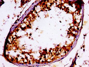 IHC image of CSB-PA020476LA01HU diluted at 1:100 and staining in paraffin-embedded human testis tissue performed on a Leica BondTM system. After dewaxing and hydration, antigen retrieval was mediated by high pressure in a citrate buffer (pH 6.0). Section was blocked with 10% normal goat serum 30min at RT. Then primary antibody (1% BSA) was incubated at 4°C overnight. The primary is detected by a biotinylated secondary antibody and visualized using an HRP conjugated ABC system.