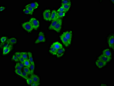 Immunofluorescence staining of HepG2 cells with CSB-PA021368LA01HU at 1:66, counter-stained with DAPI. The cells were fixed in 4% formaldehyde, permeabilized using 0.2% Triton X-100 and blocked in 10% normal Goat Serum. The cells were then incubated with the antibody overnight at 4°C. The secondary antibody was Alexa Fluor 488-congugated AffiniPure Goat Anti-Rabbit IgG(H+L).