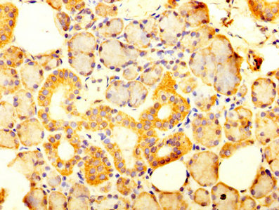IHC image of CSB-PA021383LA01HU diluted at 1:300 and staining in paraffin-embedded human salivary gland tissue performed on a Leica BondTM system. After dewaxing and hydration, antigen retrieval was mediated by high pressure in a citrate buffer (pH 6.0). Section was blocked with 10% normal goat serum 30min at RT. Then primary antibody (1% BSA) was incubated at 4°C overnight. The primary is detected by a biotinylated secondary antibody and visualized using an HRP conjugated SP system.