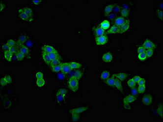 Immunofluorescent analysis of PC-3 cells using CSB-PA021433LA01HU at dilution of 1:100 and Alexa Fluor 488-congugated AffiniPure Goat Anti-Rabbit IgG(H+L)