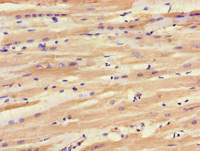 IHC image of CSB-PA021520LA01HU diluted at 1:1200 and staining in paraffin-embedded human heart tissue performed on a Leica BondTM system. After dewaxing and hydration, antigen retrieval was mediated by high pressure in a citrate buffer (pH 6.0). Section was blocked with 10% normal goat serum 30min at RT. Then primary antibody (1% BSA) was incubated at 4°C overnight. The primary is detected by a biotinylated secondary antibody and visualized using an HRP conjugated SP system.