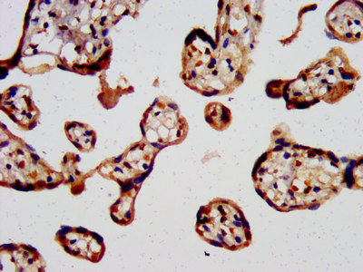 IHC image of CSB-PA021714LA01HU diluted at 1:400 and staining in paraffin-embedded human placenta tissue performed on a Leica BondTM system. IHC image of CSB-PA021714LA01HU diluted at 1:400 and staining in paraffin-embedded human placenta tissue performed on a Leica BondTM system.
