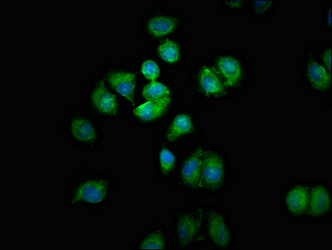 Immunofluorescent analysis of A549 cells using CSB-PA021844LA01HU at dilution of 1:100 and Alexa Fluor 488-congugated AffiniPure Goat Anti-Rabbit IgG(H+L)
