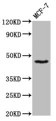 Western Blot Positive WB detected in: MCF-7 whole cell lysate All lanes: SOX3 antibody at 8.6microg/ml Secondary Goat polyclonal to rabbit IgG at 1/50000 dilution Predicted band size: 46 kDa Observed band size: 46 kDa Western Blot Positive WB detected in: MCF-7 whole cell lysate All lanes: SOX3 antibody at 8.6microg/ml Secondary Goat polyclonal to rabbit IgG at 1/50000 dilution Predicted band size: 46 kDa Observed band size: 46 kDa