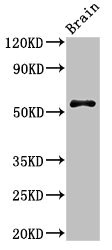 Western Blot Positive WB detected in: Mouse brain tissue All lanes: SRP54 antibody at 3microg/ml Secondary Goat polyclonal to rabbit IgG at 1/50000 dilution Predicted band size: 56, 51 kDa Observed band size: 56 kDa Western Blot Positive WB detected in: Mouse brain tissue All lanes: SRP54 antibody at 3microg/ml Secondary Goat polyclonal to rabbit IgG at 1/50000 dilution Predicted band size: 56, 51 kDa Observed band size: 56 kDa