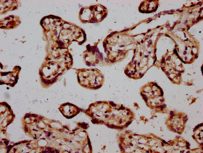 IHC image of CSB-PA022827LA01HU diluted at 1:600 and staining in paraffin-embedded human placenta tissue performed on a Leica BondTM system. After dewaxing and hydration, antigen retrieval was mediated by high pressure in a citrate buffer (pH 6.0). Section was blocked with 10% normal goat serum 30min at RT. Then primary antibody (1% BSA) was incubated at 4°C overnight. The primary is detected by a biotinylated secondary antibody and visualized using an HRP conjugated SP system. IHC image of CSB-PA022827LA01HU diluted at 1:600 and staining in paraffin-embedded human placenta tissue performed on a Leica BondTM system. After dewaxing and hydration, antigen retrieval was mediated by high pressure in a citrate buffer (pH 6.0). Section was blocked with 10% normal goat serum 30min at RT. Then primary antibody (1% BSA) was incubated at 4°C overnight. The primary is detected by a biotinylated secondary antibody and visualized using an HRP conjugated SP system.