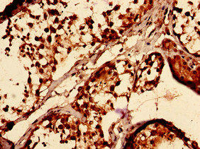 Immunocytochemistry analysis of human testis tissue using CSB-PA023181EA01HU at dilution of 1:100 Immunocytochemistry analysis of human testis tissue using CSB-PA023181EA01HU at dilution of 1:100