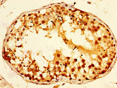 IHC image of CSB-PA023320LA01HU diluted at 1:800 and staining in paraffin-embedded human testis tissue performed on a Leica BondTM system. After dewaxing and hydration, antigen retrieval was mediated by high pressure in a citrate buffer (pH 6.0). Section was blocked with 10% normal goat serum 30min at RT. Then primary antibody (1% BSA) was incubated at 4°C overnight. The primary is detected by a biotinylated secondary antibody and visualized using an HRP conjugated SP system.