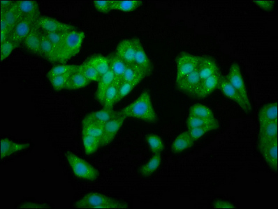 Immunofluorescence staining of HepG2 cells with CSB-PA023420LA01HU at 1:166, counter-stained with DAPI. The cells were fixed in 4% formaldehyde, permeabilized using 0.2% Triton X-100 and blocked in 10% normal Goat Serum. The cells were then incubated with the antibody overnight at 4°C. The secondary antibody was Alexa Fluor 488-congugated AffiniPure Goat Anti-Rabbit IgG(H+L).