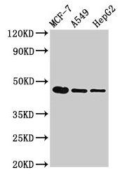Western Blot Positive WB detected in: MCF-7 whole cell lysate, A549 whole cell lysate, HepG2 whole cell lysate All lanes: tgfb1 antibody at 3microg/ml Secondary Goat polyclonal to rabbit IgG at 1/50000 dilution Predicted band size: 45 kDa Observed band size: 45 kDa Western Blot Positive WB detected in: MCF-7 whole cell lysate, A549 whole cell lysate, HepG2 whole cell lysate All lanes: tgfb1 antibody at 3microg/ml Secondary Goat polyclonal to rabbit IgG at 1/50000 dilution Predicted band size: 45 kDa Observed band size: 45 kDa