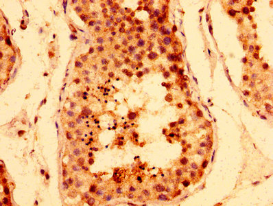 IHC image of CSB-PA024004LA01HU diluted at 1:400 and staining in paraffin-embedded human testis tissue performed on a Leica BondTM system. After dewaxing and hydration, antigen retrieval was mediated by high pressure in a citrate buffer (pH 6.0). Section was blocked with 10% normal goat serum 30min at RT. Then primary antibody (1% BSA) was incubated at 4°C overnight. The primary is detected by a biotinylated secondary antibody and visualized using an HRP conjugated SP system.