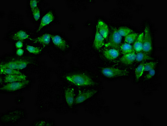 Immunofluorescence staining of Hela cells with CSB-PA025470LA01HU at 1:66, counter-stained with DAPI. The cells were fixed in 4% formaldehyde, permeabilized using 0.2% Triton X-100 and blocked in 10% normal Goat Serum. The cells were then incubated with the antibody overnight at 4°C. The secondary antibody was Alexa Fluor 488-congugated AffiniPure Goat Anti-Rabbit IgG(H+L).
