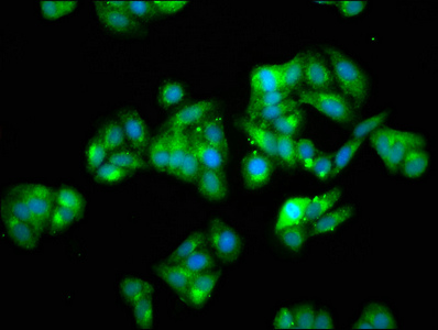 Immunofluorescence staining of HepG2 cells with CSB-PA05027A0Rb at 1:66, counter-stained with DAPI. The cells were fixed in 4% formaldehyde, permeabilized using 0.2% Triton X-100 and blocked in 10% normal Goat Serum. The cells were then incubated with the antibody overnight at 4°C. The secondary antibody was Alexa Fluor 488-congugated AffiniPure Goat Anti-Rabbit IgG(H+L).