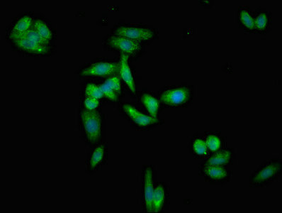 Immunofluorescence(IF) - APOH Antibody