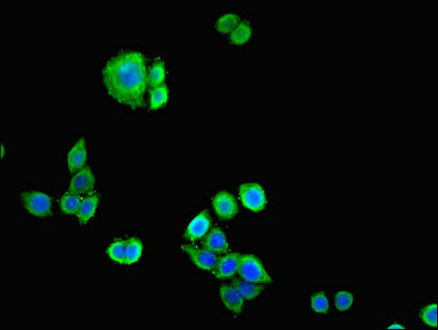 Immunofluorescent analysis of PC-3 cells cells using CSB-PA13109A0Rb at dilution of 1:100 and Alexa Fluor 488-congugated AffiniPure Goat Anti-Rabbit IgG(H+L)