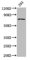 Western Blot Positive WB detected in: 293 whole cell lysate All lanes: HDC antibody at 3microg/ml Secondary Goat polyclonal to rabbit IgG at 1/50000 dilution Predicted band size: 75, 71 kDa Observed band size: 75 kDa
