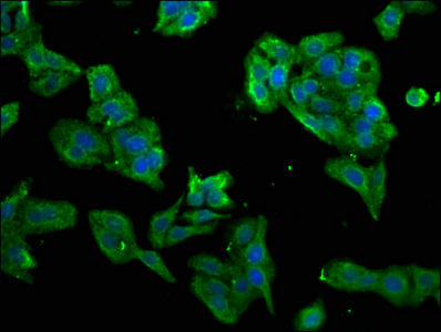 Immunofluorescence staining of HepG2 cells with CSB-PA13669A0Rb at 1:266, counter-stained with DAPI. The cells were fixed in 4% formaldehyde, permeabilized using 0.2% Triton X-100 and blocked in 10% normal Goat Serum. The cells were then incubated with the antibody overnight at 4°C. The secondary antibody was Alexa Fluor 488-congugated AffiniPure Goat Anti-Rabbit IgG(H+L).