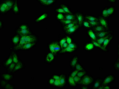 Immunofluorescence staining of HepG2 cells with CSB-PA13674A0Rb at 1:66, counter-stained with DAPI. The cells were fixed in 4% formaldehyde, permeabilized using 0.2% Triton X-100 and blocked in 10% normal Goat Serum. The cells were then incubated with the antibody overnight at 4°C. The secondary antibody was Alexa Fluor 488-congugated AffiniPure Goat Anti-Rabbit IgG(H+L).