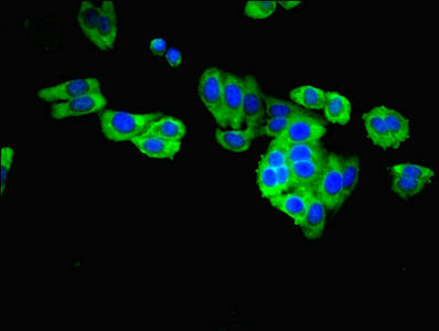 Immunofluorescence(IF) 2- CASP8 Antibody