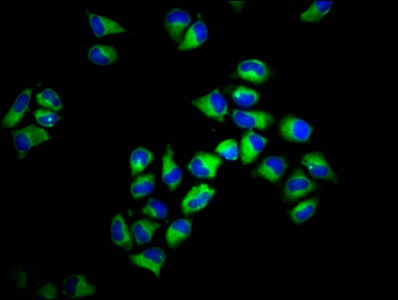 Immunofluorescence(IF) - HLA-F Antibody