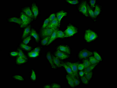 Immunofluorescence staining of HepG2 cells with CSB-PA617942LA01HU at 1:200, counter-stained with DAPI. The cells were fixed in 4% formaldehyde, permeabilized using 0.2% Triton X-100 and blocked in 10% normal Goat Serum. The cells were then incubated with the antibody overnight at 4°C. The secondary antibody was Alexa Fluor 488-congugated AffiniPure Goat Anti-Rabbit IgG(H+L).