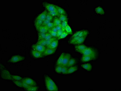 Immunofluorescence(IF) - CASP10 Antibody