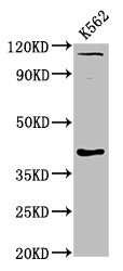 CSB-PA847689LA01HU