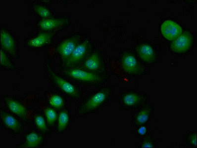 Immunofluorescent analysis of A549 cells using CSB-PA850253LA01HU at dilution of 1:100 and Alexa Fluor 488-congugated AffiniPure Goat Anti-Rabbit IgG(H+L)