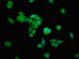 Immunofluorescence staining of HepG2 cells with CSB-PA857020EA01HU at 1:100, counter-stained with DAPI. The cells were fixed in 4% formaldehyde, permeabilized using 0.2% Triton X-100 and blocked in 10% normal Goat Serum. The cells were then incubated with the antibody overnight at 4°C. The secondary antibody was Alexa Fluor 488-congugated AffiniPure Goat Anti-Rabbit IgG(H+L).