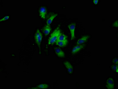 Immunofluorescence(IF) - HBEGF Antibody