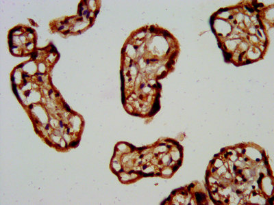 CSB-PA862050LA01HU IHC-2