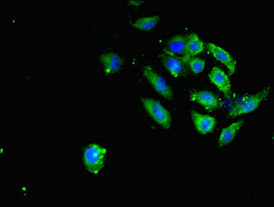 Immunofluorescent analysis of A549 cells using CSB-PA875672ESR1HU at dilution of 1:100 and Alexa Fluor 488-congugated AffiniPure Goat Anti-Rabbit IgG(H+L)