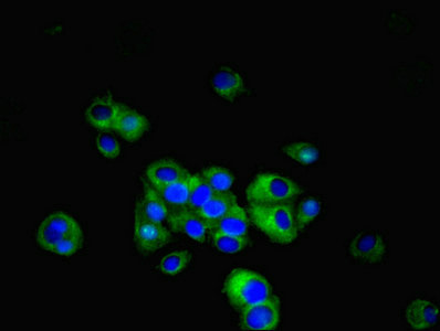 Immunofluorescent analysis of MCF-7 cells using CSB-PA880968LA01HU at dilution of 1:100 and Alexa Fluor 488-congugated AffiniPure Goat Anti-Rabbit IgG(H+L)