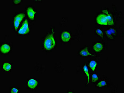 Immunofluorescence(IF) - DYRK4 Antibody